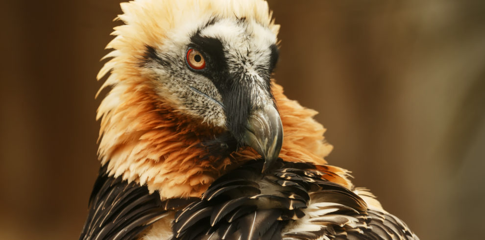 Bearded Vulture