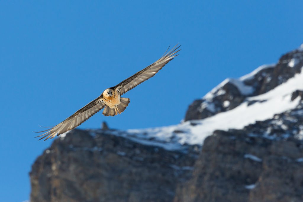 Bearded Vulture