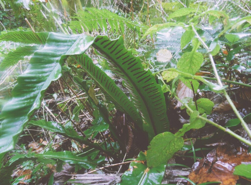 Hart's tongue fern