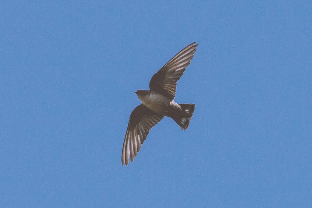 Crag Martin 