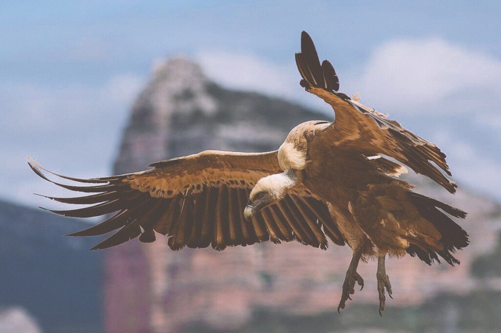Griffon Vulture