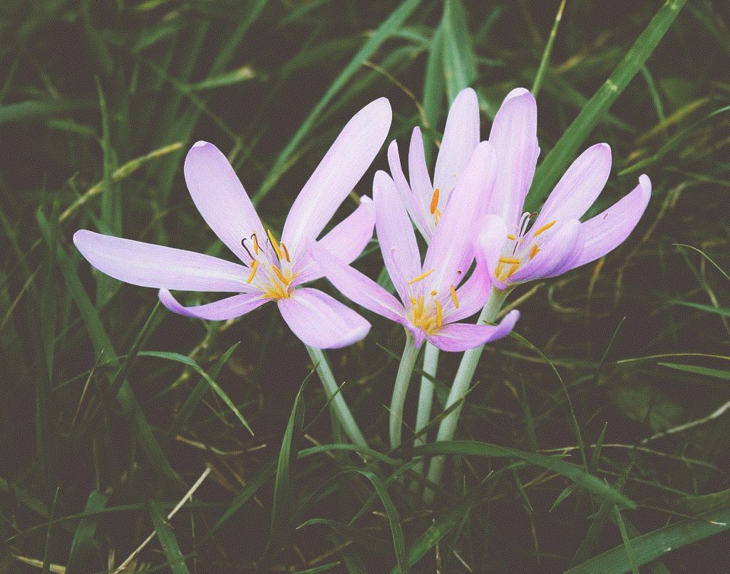 Meadow saffrons ©F. Xaver