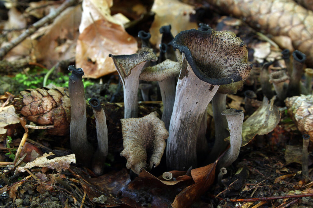 Horns of plenty