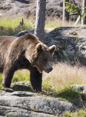Brown bear