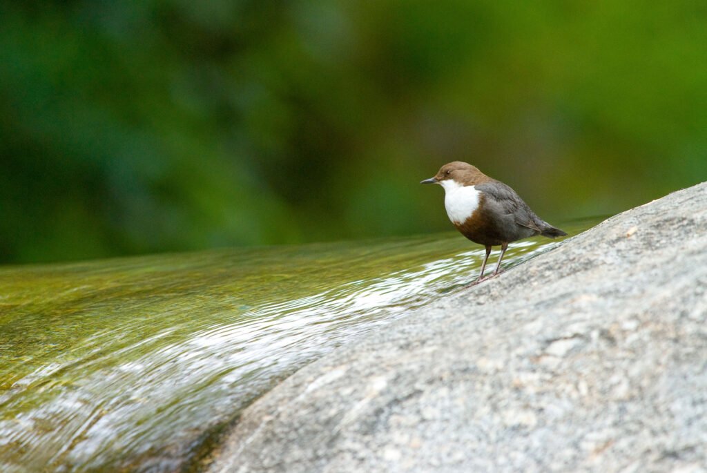 White-throated dipper during the tour “Birdwachting and Canoeing in Picos de Europa”