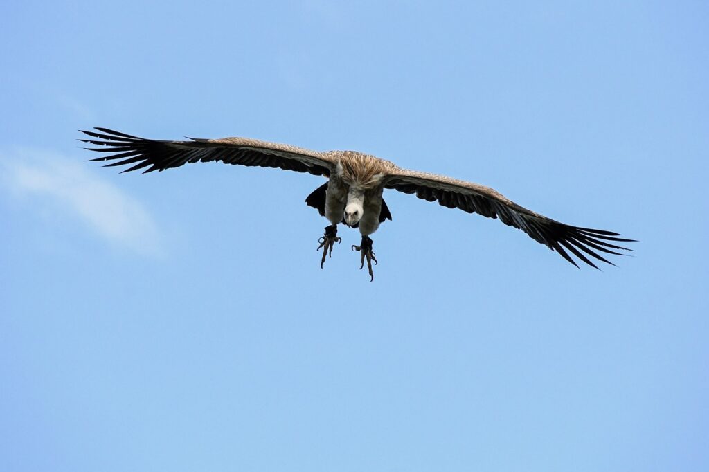 vulture-2785794_1280